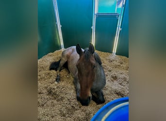 KWPN, Wallach, 4 Jahre, 165 cm