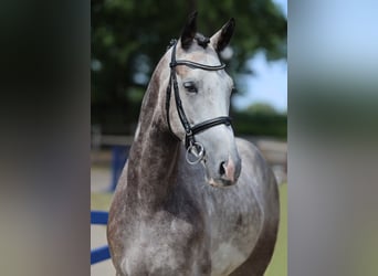 KWPN, Wallach, 4 Jahre, 166 cm, Apfelschimmel
