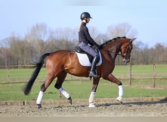 KWPN, Wallach, 4 Jahre, 166 cm, Brauner