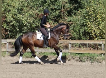 KWPN, Wallach, 4 Jahre, 166 cm, Brauner
