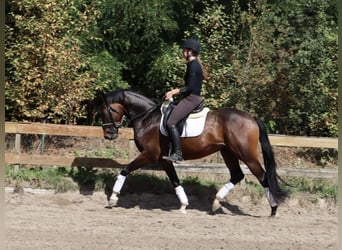 KWPN, Wallach, 4 Jahre, 166 cm, Brauner