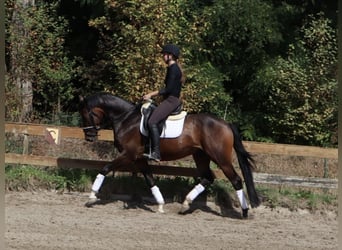 KWPN, Wallach, 4 Jahre, 166 cm, Brauner