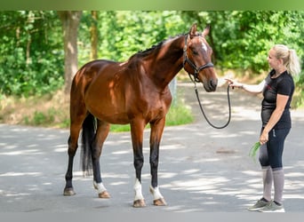 KWPN, Wallach, 4 Jahre, 166 cm, Brauner