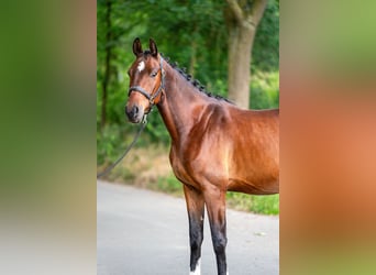 KWPN, Wallach, 4 Jahre, 166 cm, Brauner
