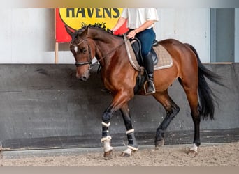 KWPN, Wallach, 4 Jahre, 166 cm, Brauner