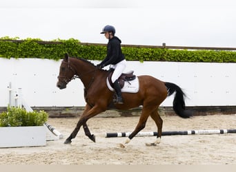 KWPN, Wallach, 4 Jahre, 166 cm, Brauner