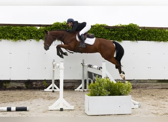 KWPN, Wallach, 4 Jahre, 166 cm, Brauner