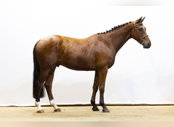 KWPN, Wallach, 4 Jahre, 166 cm, Brauner