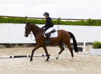KWPN, Wallach, 4 Jahre, 166 cm, Brauner