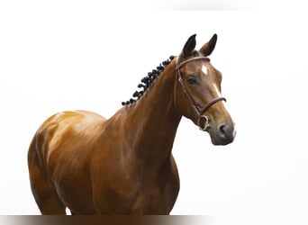 KWPN, Wallach, 4 Jahre, 166 cm, Brauner