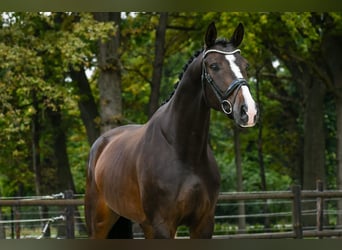 KWPN, Wallach, 4 Jahre, 166 cm, Dunkelbrauner