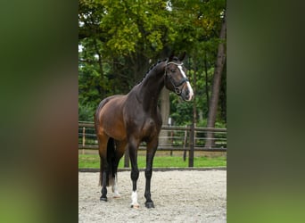 KWPN, Wallach, 4 Jahre, 166 cm, Dunkelbrauner