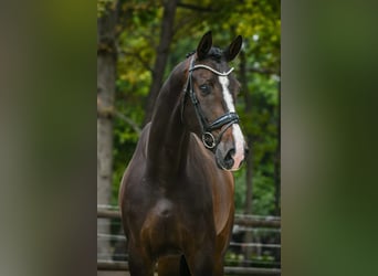 KWPN, Wallach, 4 Jahre, 166 cm, Dunkelbrauner