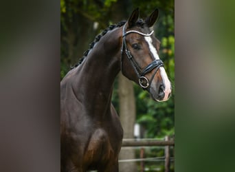 KWPN, Wallach, 4 Jahre, 166 cm, Dunkelbrauner