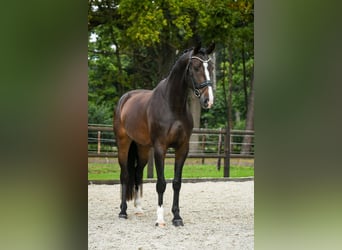 KWPN, Wallach, 4 Jahre, 166 cm, Dunkelbrauner