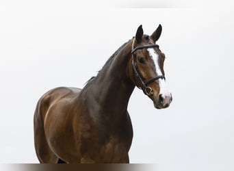 KWPN, Wallach, 4 Jahre, 166 cm, Dunkelbrauner