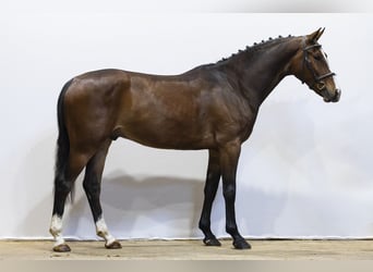 KWPN, Wallach, 4 Jahre, 166 cm, Dunkelbrauner