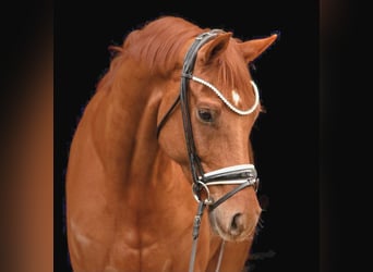 KWPN, Wallach, 4 Jahre, 166 cm, Fuchs