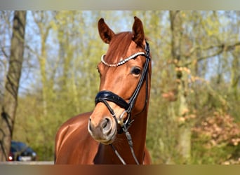 KWPN, Wallach, 4 Jahre, 166 cm, Fuchs