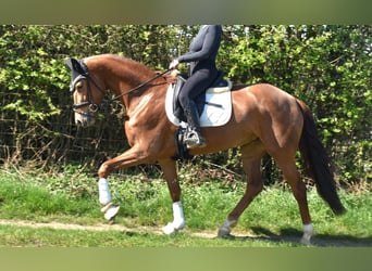 KWPN, Wallach, 4 Jahre, 166 cm, Fuchs