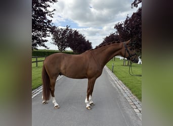 KWPN, Wallach, 4 Jahre, 166 cm, Fuchs