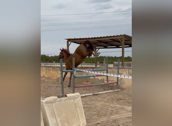 KWPN Mix, Wallach, 4 Jahre, 166 cm, Fuchs