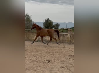 KWPN Mix, Wallach, 4 Jahre, 166 cm, Fuchs