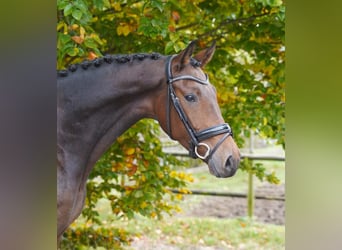 KWPN, Wallach, 4 Jahre, 167 cm, Brauner KWPN, Wallach, 4 Jahre, 167 cm, Brauner
