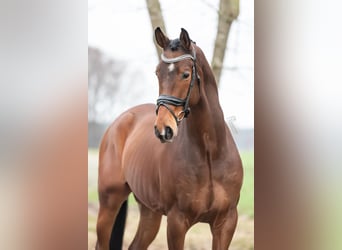 KWPN, Wallach, 4 Jahre, 167 cm, Brauner