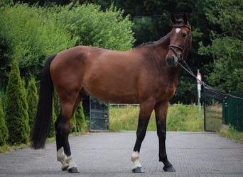 KWPN, Wallach, 4 Jahre, 167 cm, Brauner