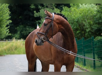 KWPN, Wallach, 4 Jahre, 167 cm, Brauner