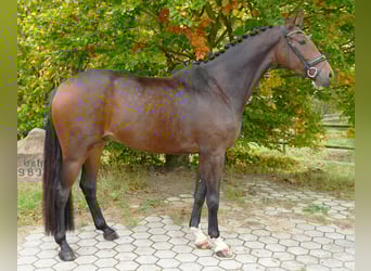 KWPN, Wallach, 4 Jahre, 167 cm, Brauner