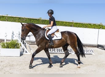 KWPN, Wallach, 4 Jahre, 167 cm, Brauner