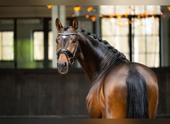 KWPN, Wallach, 4 Jahre, 167 cm, Dunkelbrauner