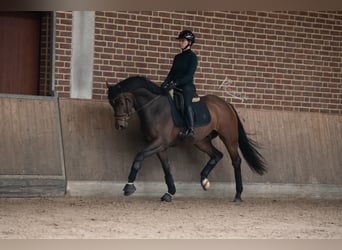 KWPN, Wallach, 4 Jahre, 167 cm, Dunkelbrauner