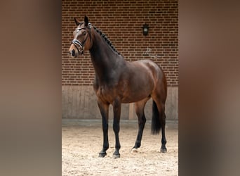 KWPN, Wallach, 4 Jahre, 167 cm, Dunkelbrauner