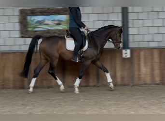 KWPN, Wallach, 4 Jahre, 167 cm, Dunkelbrauner