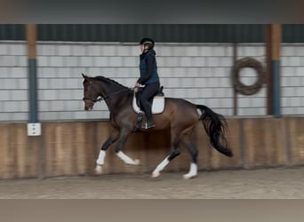 KWPN, Wallach, 4 Jahre, 167 cm, Dunkelbrauner