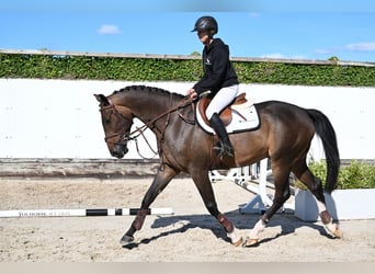 KWPN, Wallach, 4 Jahre, 167 cm, Dunkelbrauner