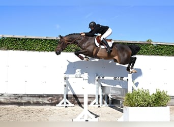 KWPN, Wallach, 4 Jahre, 167 cm, Dunkelbrauner