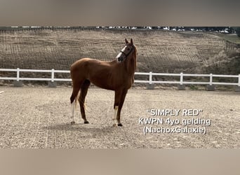 KWPN, Wallach, 4 Jahre, 167 cm, Fuchs