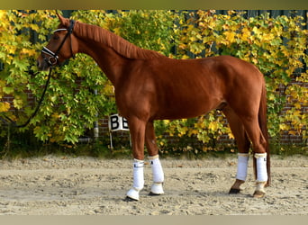 KWPN, Wallach, 4 Jahre, 167 cm, Fuchs