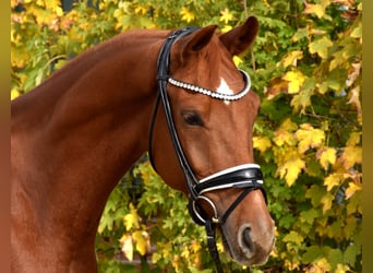 KWPN, Wallach, 4 Jahre, 167 cm, Fuchs