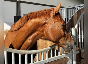 KWPN, Wallach, 4 Jahre, 167 cm, Fuchs