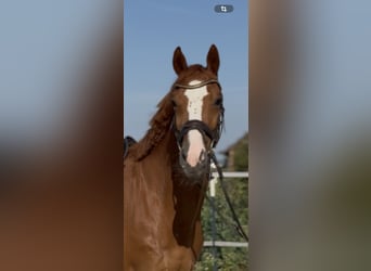 KWPN, Wallach, 4 Jahre, 167 cm, Fuchs