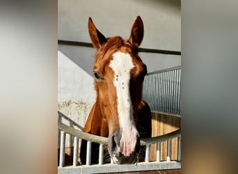 KWPN, Wallach, 4 Jahre, 167 cm, Fuchs