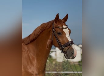 KWPN, Wallach, 4 Jahre, 167 cm, Fuchs