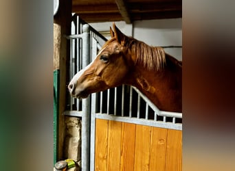KWPN, Wallach, 4 Jahre, 167 cm, Fuchs
