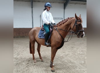 KWPN, Wallach, 4 Jahre, 167 cm, Fuchs