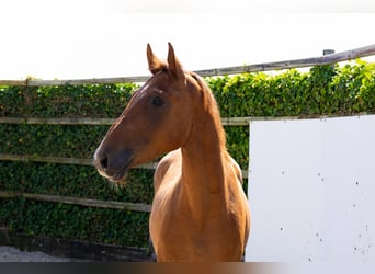KWPN, Wallach, 4 Jahre, 167 cm, Fuchs